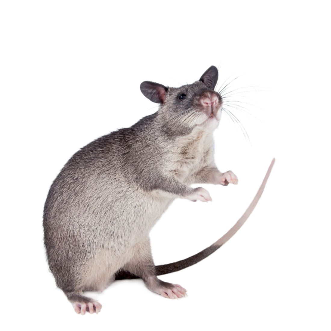 African gambian 2024 pouched rats